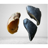 Cow Hoof 20 Pieces