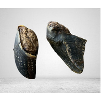 Cow Hoof with Roo 10 Pieces