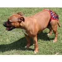 LilCracka Washable Dog Nappy or Diaper