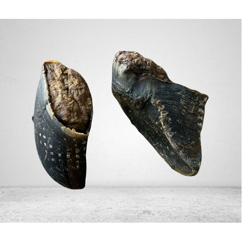 Cow Hoof with Peanut Butter 10 Pieces