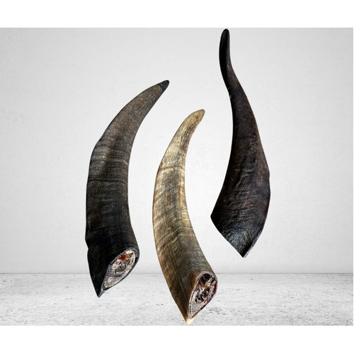 Goat Horns - single piece
