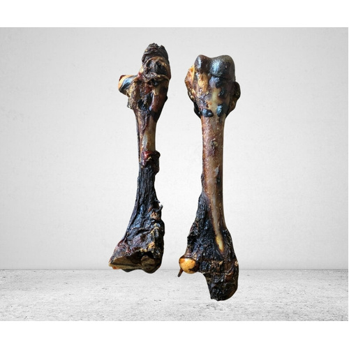Kangaroo Femur Bones
