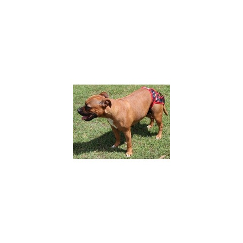 LilCracka Washable Dog Nappy or Diaper Extra Small